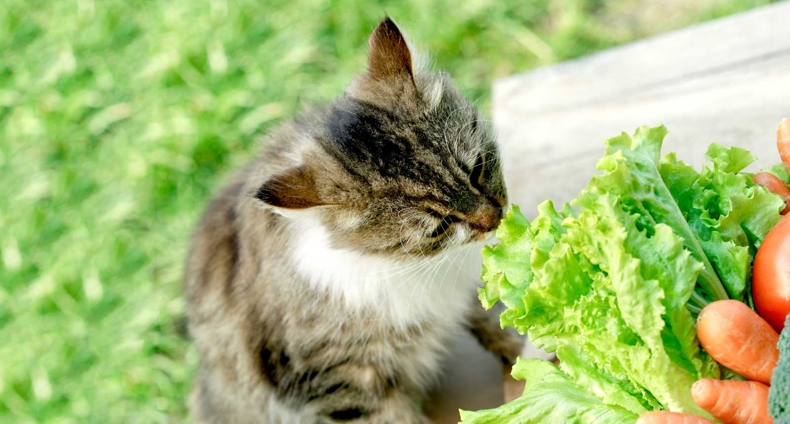 Can Cats Eat Lettuce? Cat care tips, Pet grass, Cats