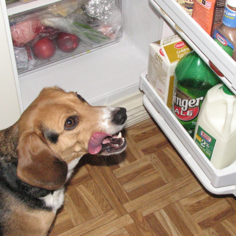 What’s Holding You Back From Home Cooking Meals For Your Dogs?