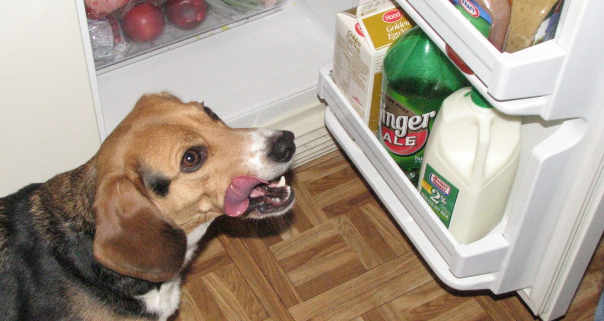 What's Holding You Back From Home Cooking Meals For Your Dogs? Dr
