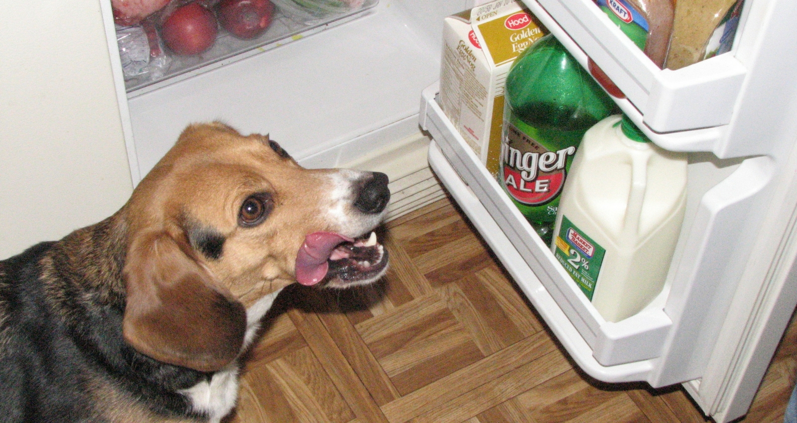 What’s Holding You Back From Home Cooking Meals For Your Dogs?
