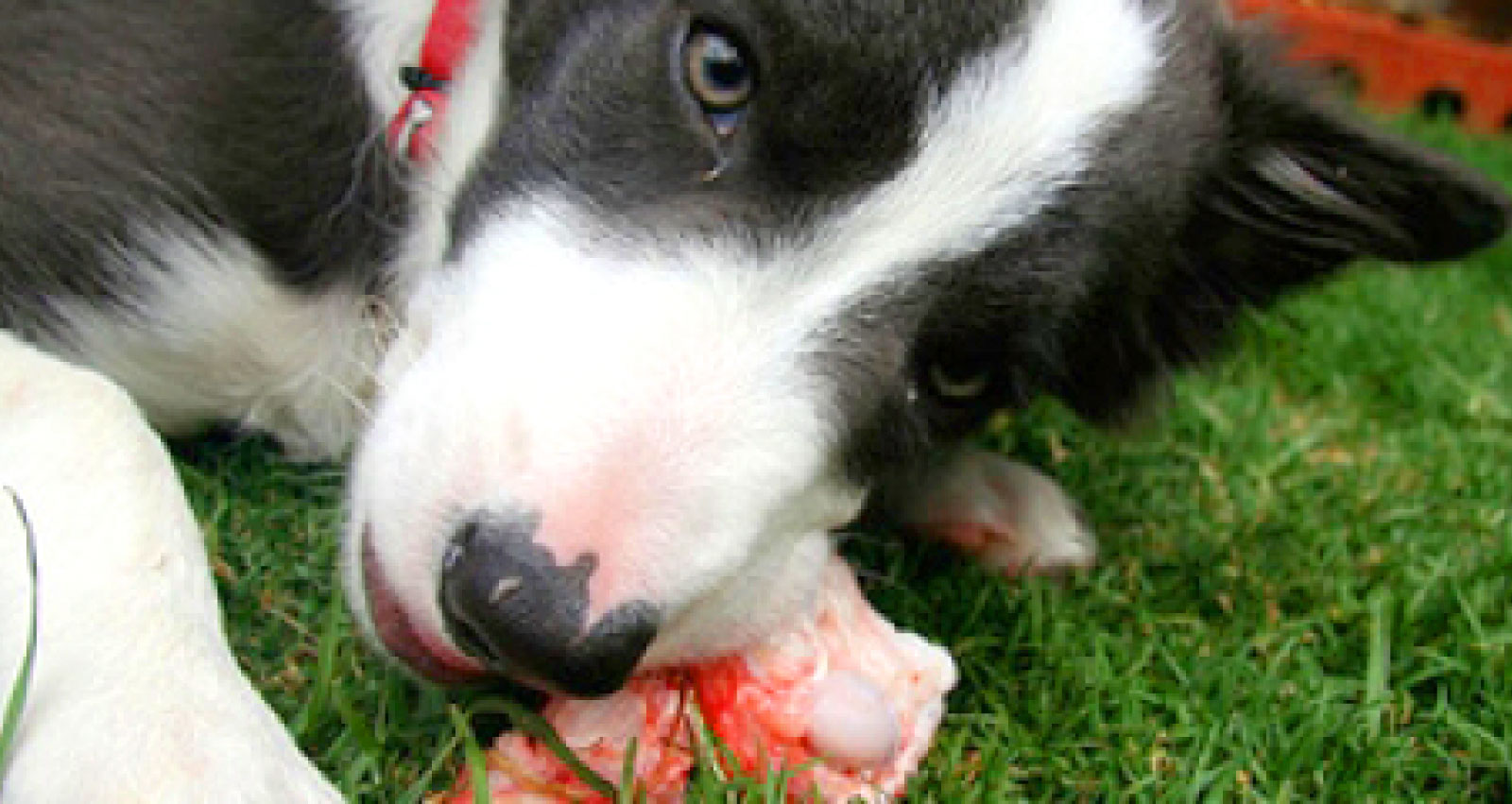 feeding chicken bones to dogs