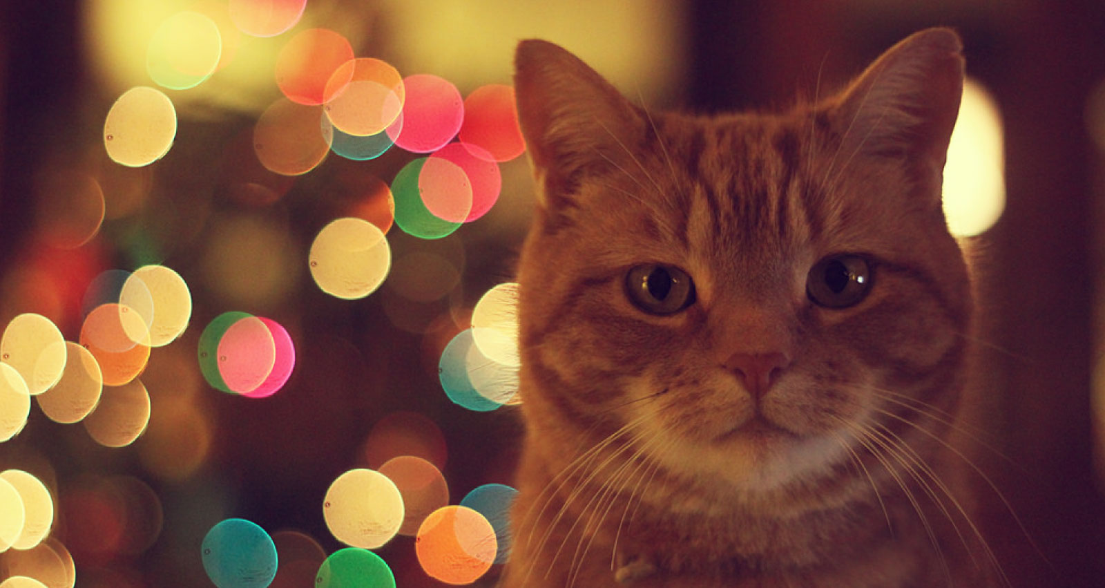 cat-holiday