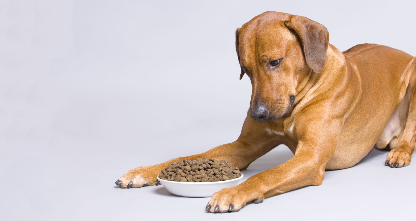 dog-food
