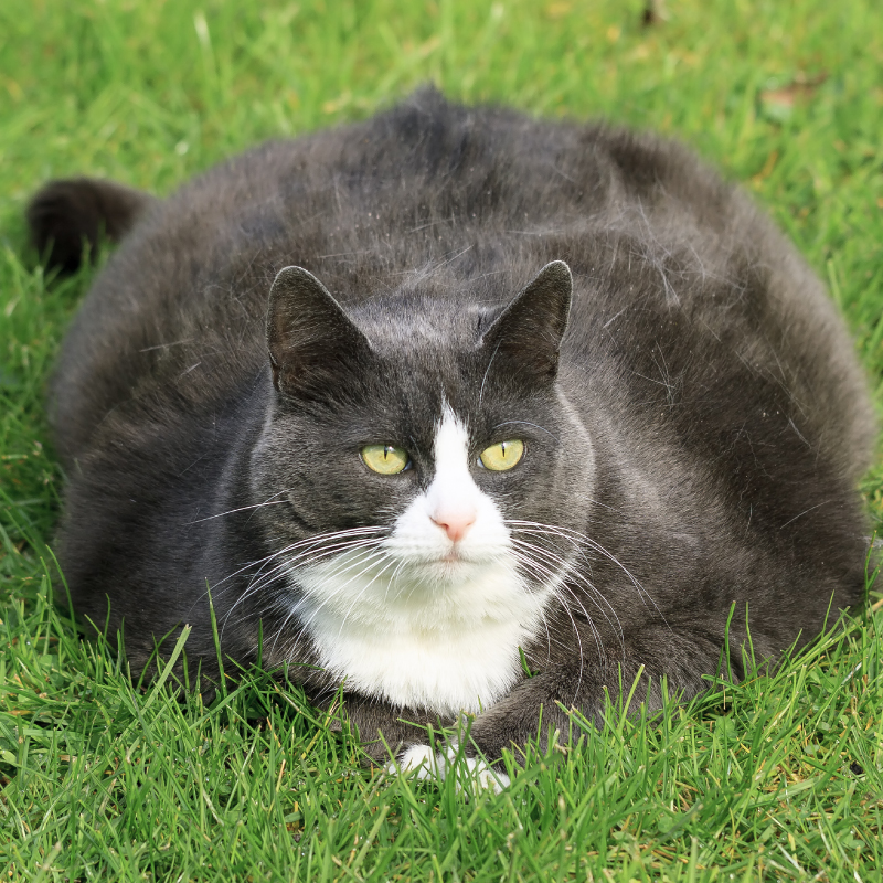 What Everyone Should Know About Fat Cats - Recipes - Dr. Basko