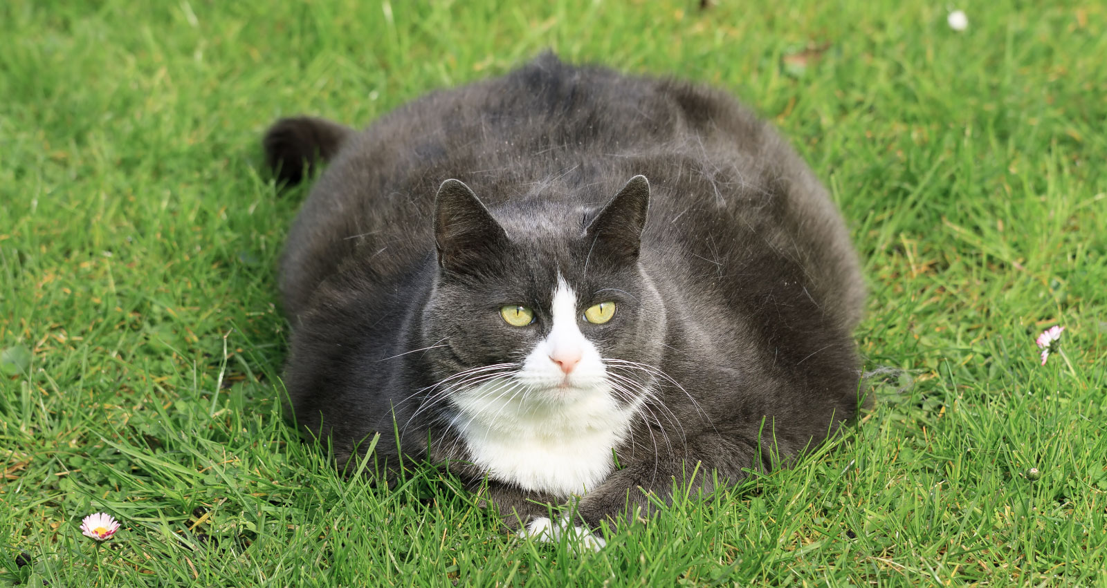 What Everyone Should Know About Fat Cats  Dr Basko 