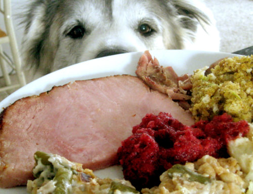 Warm Up Your Dog’s Diet With These Winter Recipes