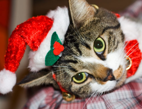 How To Safely Include Your Pets in Your Holiday Festivities
